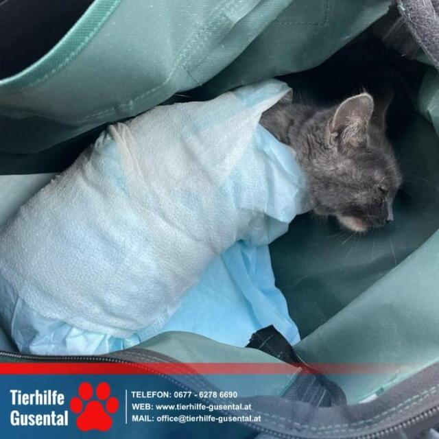 Die Tierhilfe Gusental appeliert zu mehr Achtsamkeit bei Mäharbeiten. Auch Wildtiere werden immer wieder  schwer verletzt. | Foto: Tierhilfe Gusental