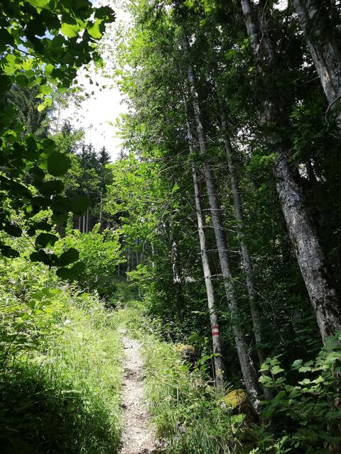 Gut markierter Waldsteig | Foto: Veronika Frank