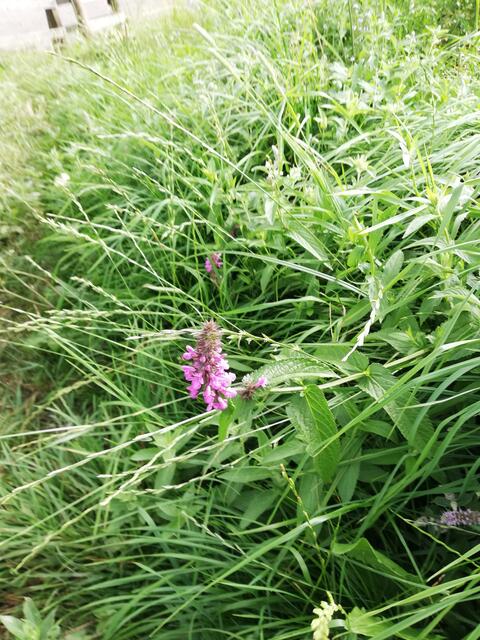 Foto: Veronika Frank