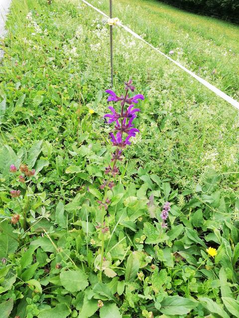 Foto: Veronika Frank