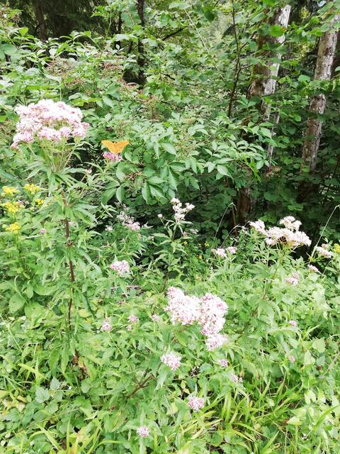 Foto: Veronika Frank