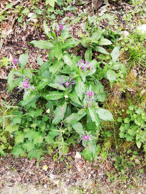 Foto: Veronika Frank