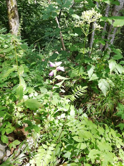 Foto: Veronika Frank