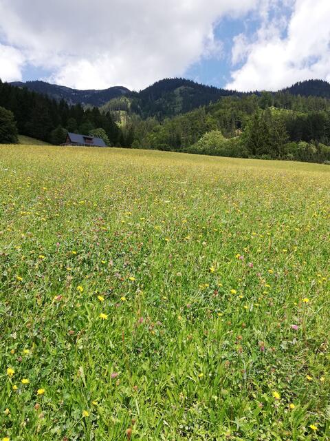 Foto: Veronika Frank