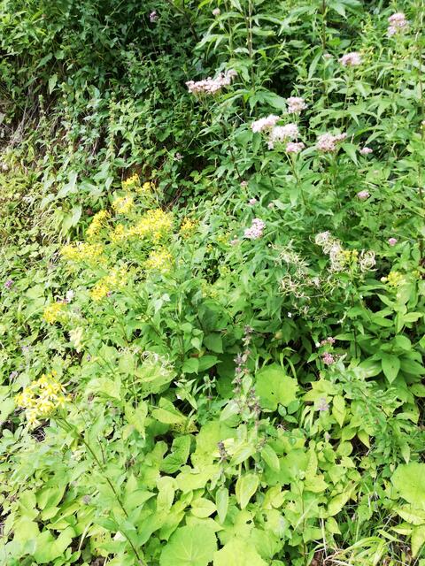 Foto: Veronika Frank