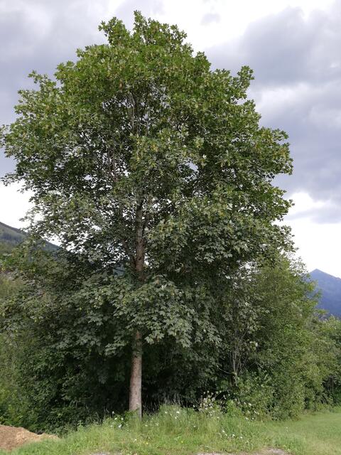 Foto: Veronika Frank