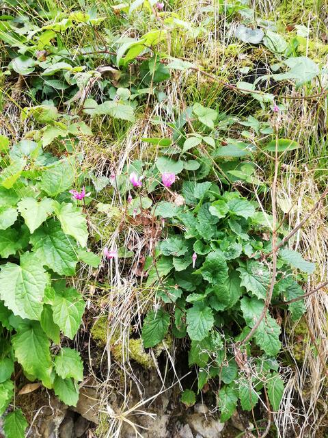 Foto: Veronika Frank