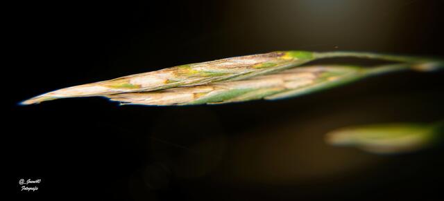 .....nur ein zartes Gras mit etwas Lichteinfall .....
