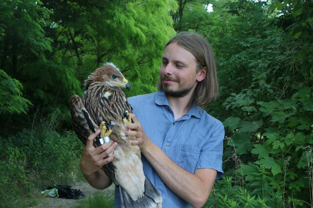 Da war er noch quicklebendig: Johannes Hohenegger mit seinem gleichnamigen Patenadler nach der Besenderung | Foto: Matthias Schmidt, Birdlife Österreich
