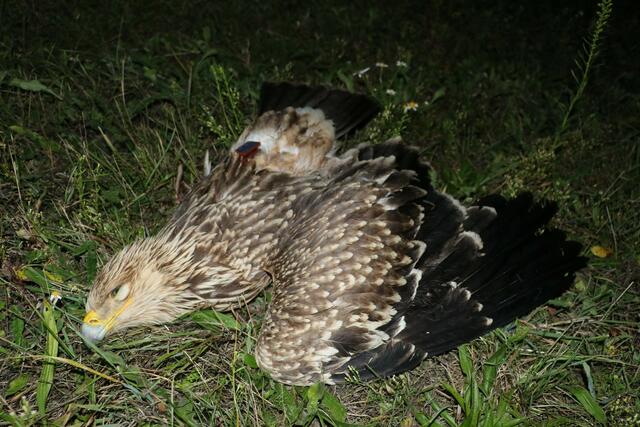 Letzten Oktober in Ollersdorf von einem Windrad getötet: ein prächtiger Kaiseradler | Foto: Matthias Schmidt, Birdlife Österreich