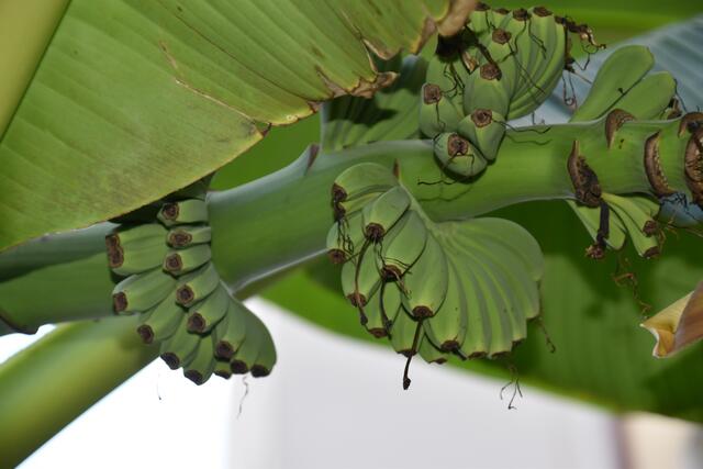 Die Bananen-Rispen. Robert Kalser hofft, dass sie noch wachsen und schmecken werden. | Foto: Karl Pufler