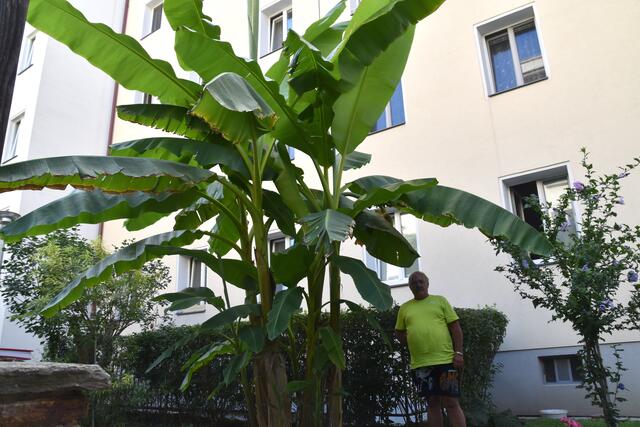 Der stattliche Robert Kalser wirkt klein neben der Bananenstaude. | Foto: Karl Pufler