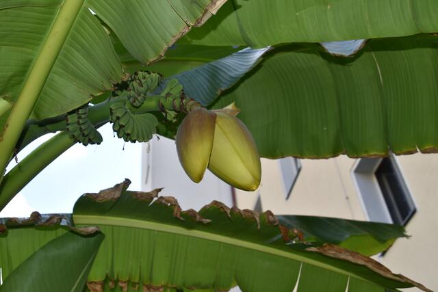 So sieht eine Bananen-Blüte aus. Noch ist sie nicht geöffnet. | Foto: Karl Pufler