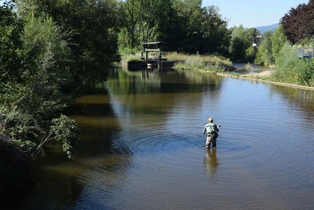 Fliegenfischen mitten in der Wolfsberger Innenstadt – ein ganz besonderes Erlebnis. 