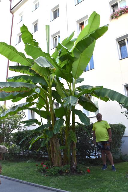 In Meilding gibt es eine Bananenstaude im Innenhof eines Gemeindebaus. | Foto: Karl Pufler