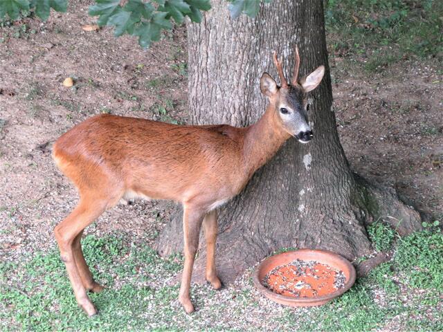 Der junge Bock mag auch Vogelfutter