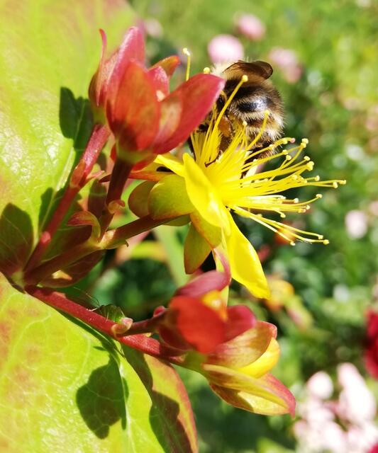 Foto: Elisabeth Paukovitsch