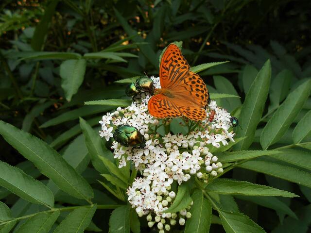 Der Kaisermantel, Schmetterling des Jahres 2022: Link zum Bildbericht
&gt;&gt;&gt; Bild: Auf dem Sonnenberg, Bezirk Eisenstadt/Bgld. &lt;&lt;&lt; | Foto: Silvia Plischek