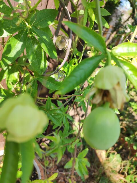 Ich habe nur so gestaunt, meine Passionblume hat Früchte bekommen,Essen traue ich mich sie aber nicht.Da ich nicht zu 100%sagen kann um welche es sich handelt. Man kann die eine oder andere essen aber es gibt ganz viele die giftig sind. Zur Vermehrung eignet sich der Samen in der Frucht sicher.