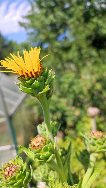 Der Alant hat eine starke Wurzel die roh gegessen werden kann, mit etwas Honig ist es schon fast Medizin.Sie hilft bei Krämpfen, Blähungen, Gelbsucht.Als Salbe bei Ekzeme und Geschwüre.Zum räuchern kleine getrocknete Wurzelstücke. Man hat sie auch zum Stofffärben verwendet,ihr von Natur aus enthaltenen Harnstoff ergibt die Farbe blau.