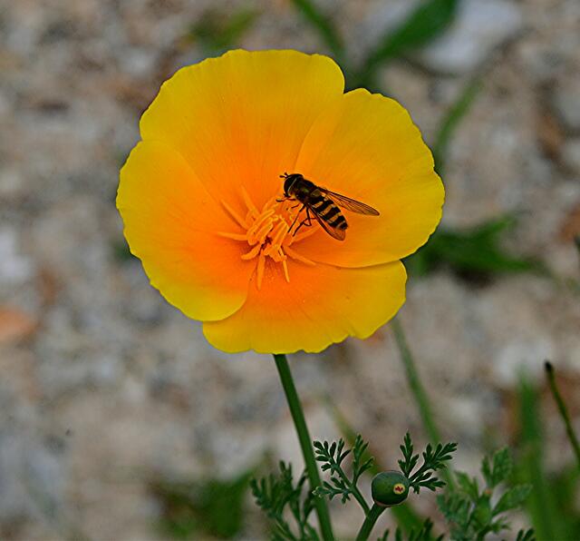...Kalifornischer Mohn.