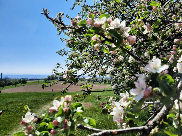 Streuobstwiesen fördern das Überleben der Wildbiene, denn sie findet dort Nahrung und Lebensraum. | Foto: Leader-Region Mostlandl Hausruck