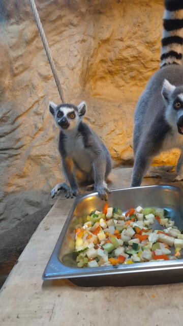 Nala, Elli oder Kati – wie soll das Katta-Mädl künftig heißen? | Foto: Tiergarten Wels