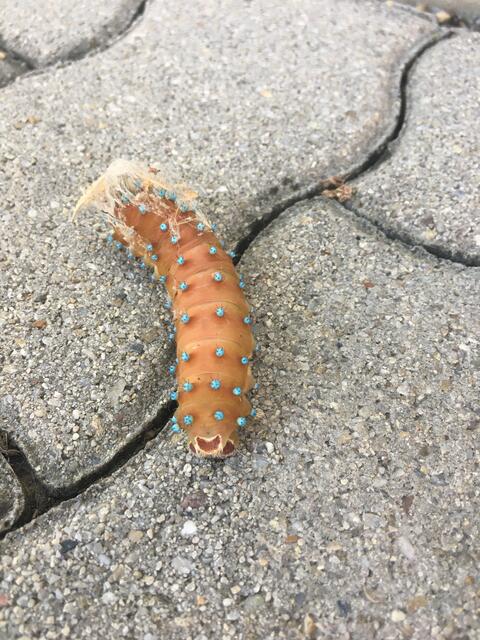 Raupe - Wiener Nachtpfauenauge in Andau gesichtet