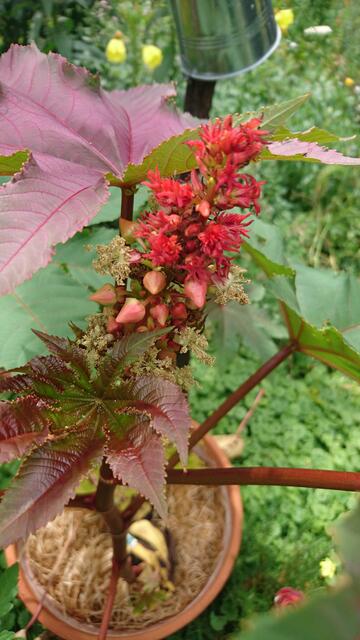 Rizinusöl kennt fast jeder, wie die Pflanze aussieht weniger. Die Samen aus denen das Öl gepresst wird sind hoch giftig. Das Öl wird zur Körperpflege und als Medizin eingesetzt. Man nennt ihn auch Wunderbaum, anscheinend weil er Wunderschön ist.