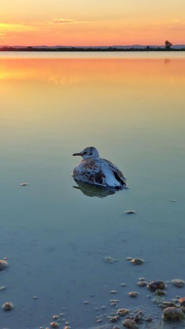 Sonnenuntergang Darscho Apetlon Burgenland 

@renatahfotografie 