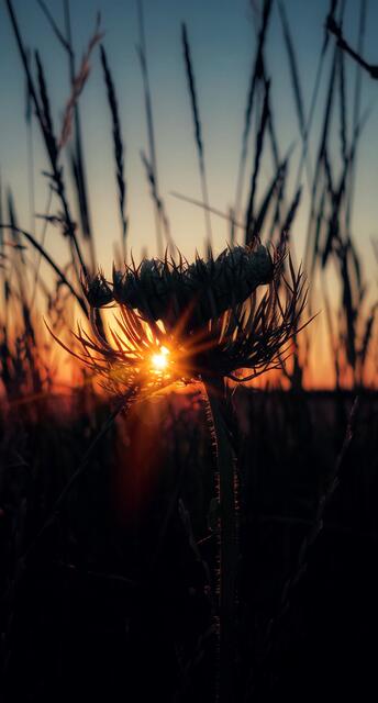 Ich wünsche euch ein schönes Wochenende!
Sonnenuntergang-Illmitz-Burgenland 

@renatahfotografie 
