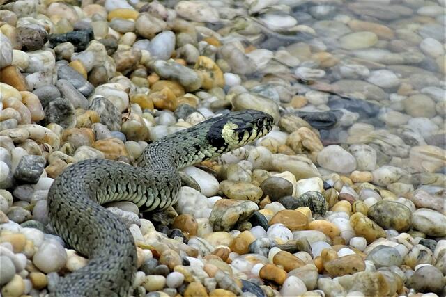 Am Ufer des Neusiedlersees genießt diese wunderschöne Ringelnatter die ersten Sonnenstrahlen des Tages.