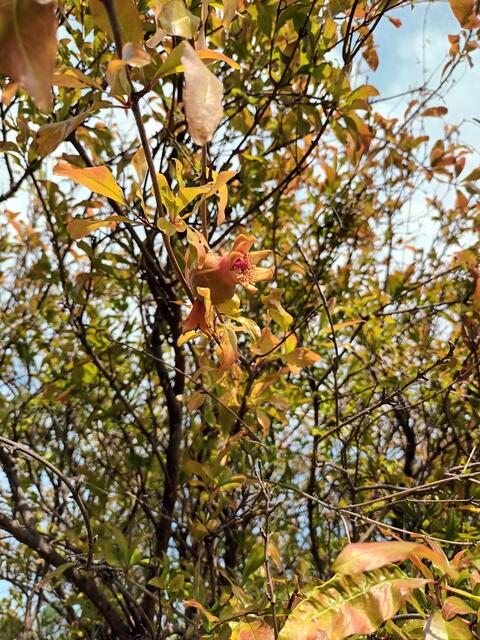 Granatapfel im Wachsen | Foto: MJT'75