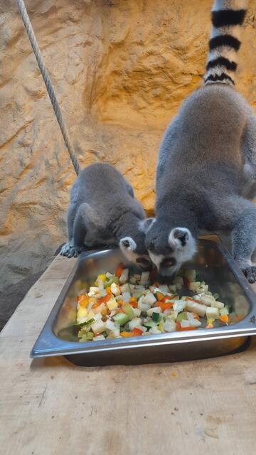 Nala, Elli oder Kati – wie soll das Katta-Mädl künftig heißen? | Foto: Tiergarten Wels