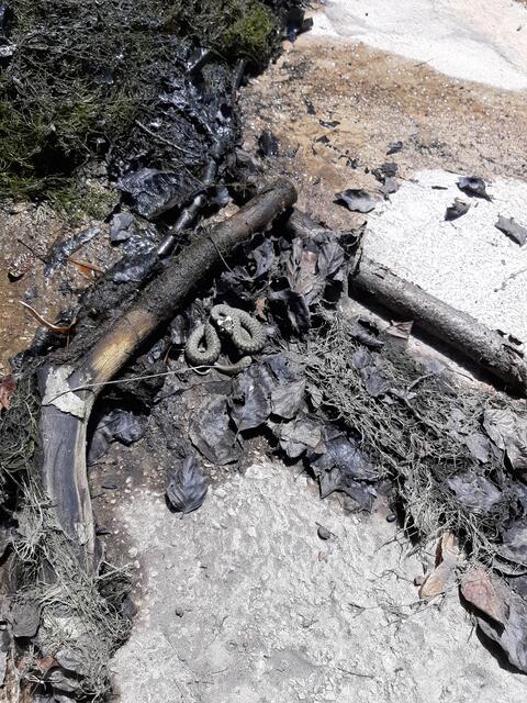 Im Schlosspark ist auch für Nachwuchs gesorgt... | Foto: MJT'75