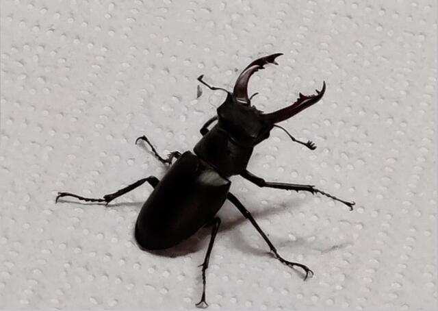 Hans Gmall einen schon selten gewordenen Hirschkäfer bei ihm zuhause im Garten in Gols entdeckt. | Foto: Gmall