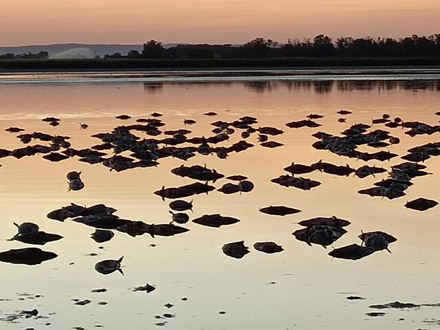 Politiker Versagen: Verbot Wasser einzuleiten verursachte den Tod von Karpfen(30Tonnen) in St.Andrä am Zicksee