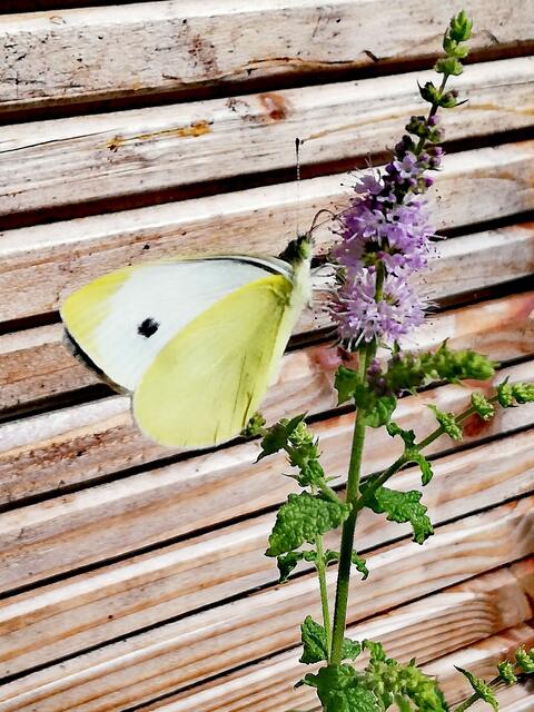 (Weißling)  | Foto: Elisabeth Paukovitsch