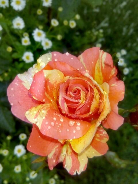 Liebe Grüße von mir!  | Foto: Elisabeth Paukovitsch