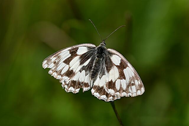 ...ist ein Schmetterling  aus der Unterfamilie der Augenfalter innerhalb der Familie der Edelfalter.