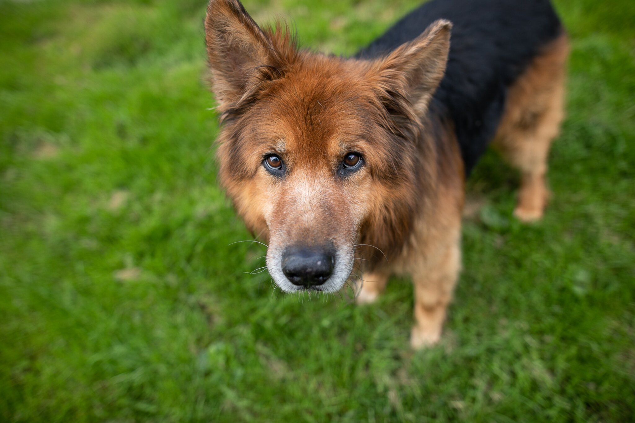 Tierheim Linz Der Hunde Senior Kurt Freut Sich Auf Ein Neues Zuhause tierheim-linz-der-hunde-senior-kurt-freut-sich-auf-ein-neues-zuhause