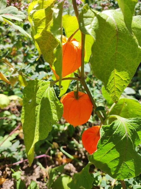 Die Judenkirsche ist die Wilde Form von der Andenbeere, auch sie hat im Inneren eine Beere die man essen kann. Diese schmeckt zwar nicht so süss wie das Naschobst ist aber voll mit Vitamin C.