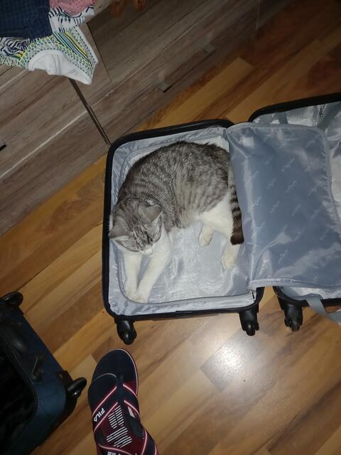 Unsere Pinky möchte reisen!