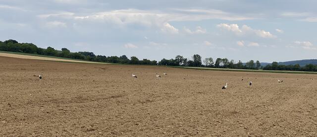 Storchenversammlung in Unterwart  | Foto: Marlen Wohlmuth