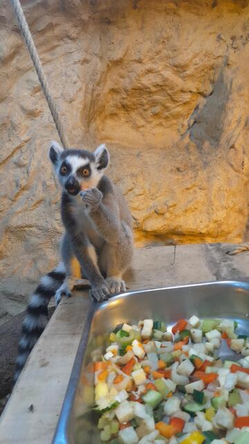 Foto: Tiergarten Wels