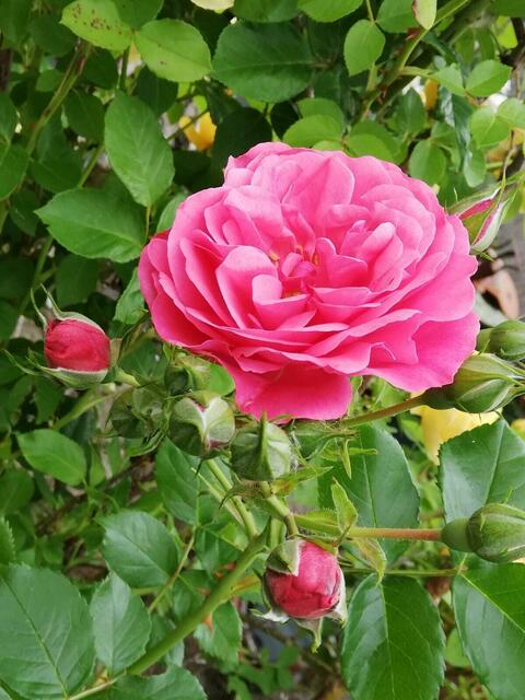 Herzliche SONNTAGSGRÜSSE an alle. 🌹🌹🌹 | Foto: M.M.A.