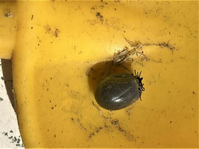 Die Zecke (Erbsengröße)  fiel von Nachbars Katze  und wurde  gleich vernichtet. 