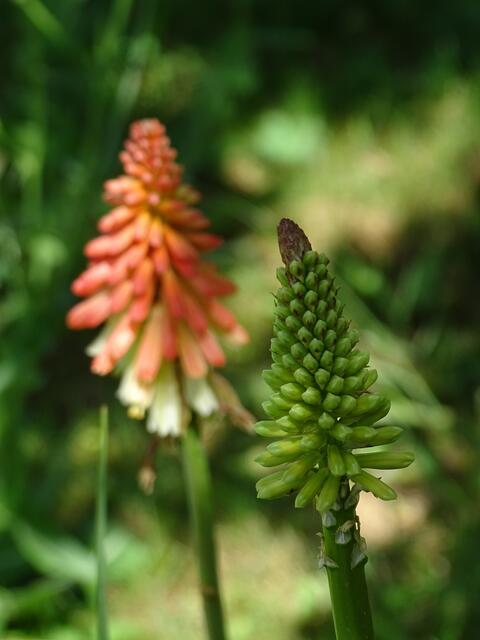 Welch passender Name für eine wunderschön blühende Blume. Schön auch mitzuverfolgen, wie sich die einzelnen Blütenknospen in einem mehrwöchigen Prozess von grün über gelb in ein zartes Rosa entwickeln. 