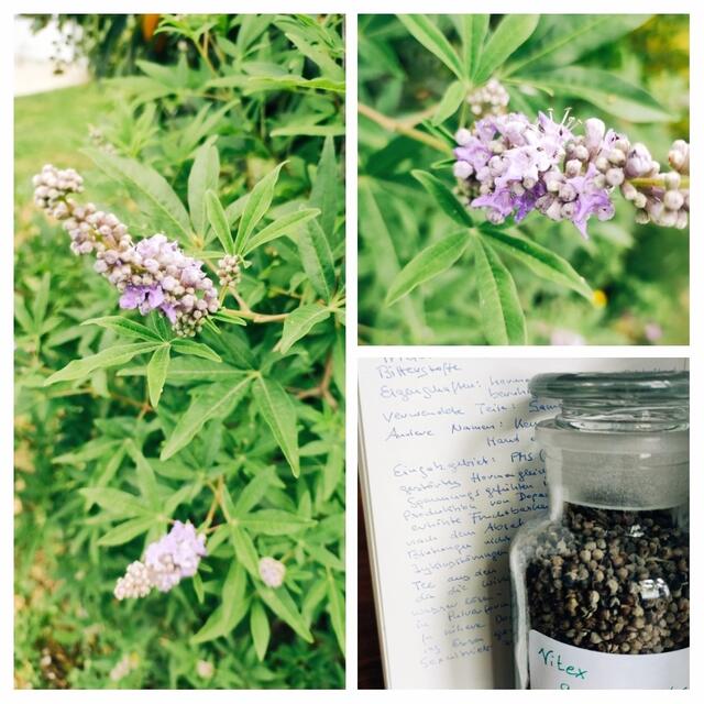 Er hat viele Namen, Mönchspfeffer ist wohl der bekannteste aber auch Hand der Maria auf Grund der Blattform. Er ist Hormonausgleichend,Milchtreibend und beruhigend. Fördert die Produktion von Depamin und Östrogene. Verwendet werden die Samen in Pulverform,Tee ist fast ohne Wirkung da die Inhaltsstoffe nicht wasserlöslich sind. In höheren Dosen wurde er früher den Mönchen ins Essen gemischt um den Sexualtrieb zu senken. Daher der Name. 