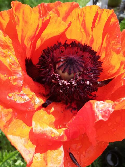 Foto: Elisabeth Paukovitsch